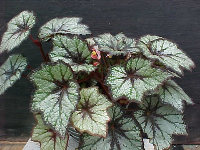 B. ‘Mr. Kartuz’